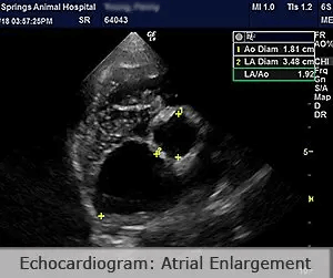 Veterinary Echocardiography Dog Enlarged Atrium