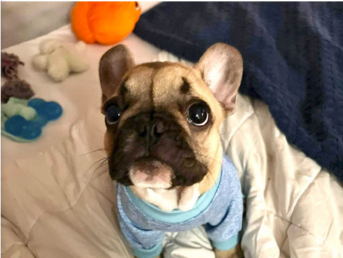 Bethany_Roberts_Dog_Google-Review-Blue_Springs_Animal_Hospital