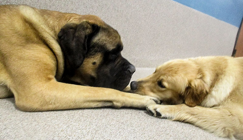 Blue-Springs-Pet-Resort-Doggie-Daycare-Kansas-City Image of 2 dogs nose to nose at Blue-Springs-Pet-Resort-Doggie-Daycare-Kansas-City