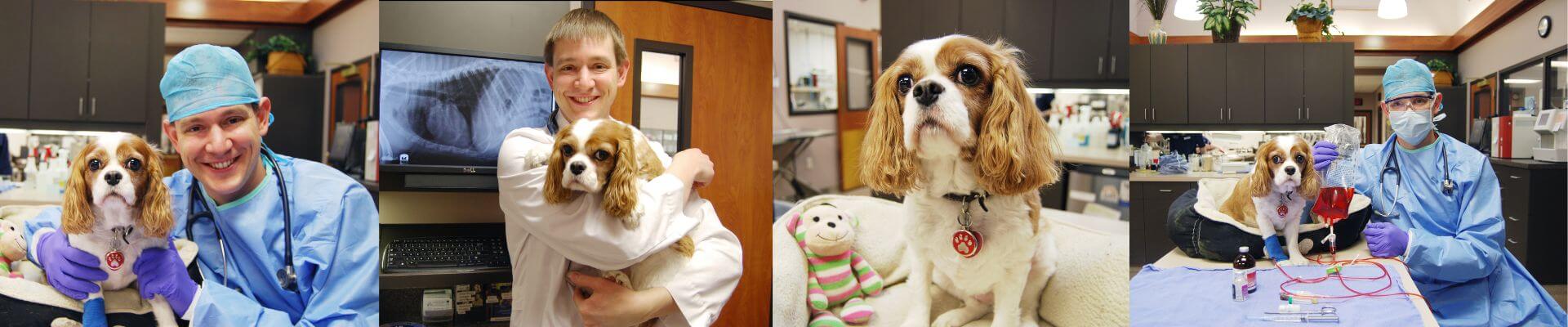 Cancer Treatment at Blue Springs Animal Hospital