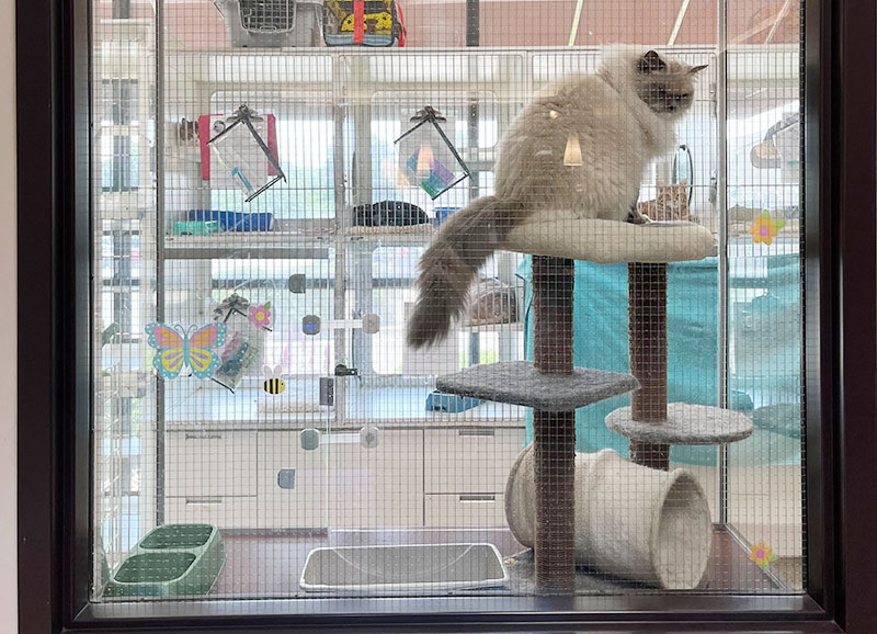 Cat-Boarding-Activitie-Center-Blue-Springs-Pet-Resort-Kansas-City Cat-Boarding-Activitie-Center-Blue-Springs-Pet-Resort-Kansas-City