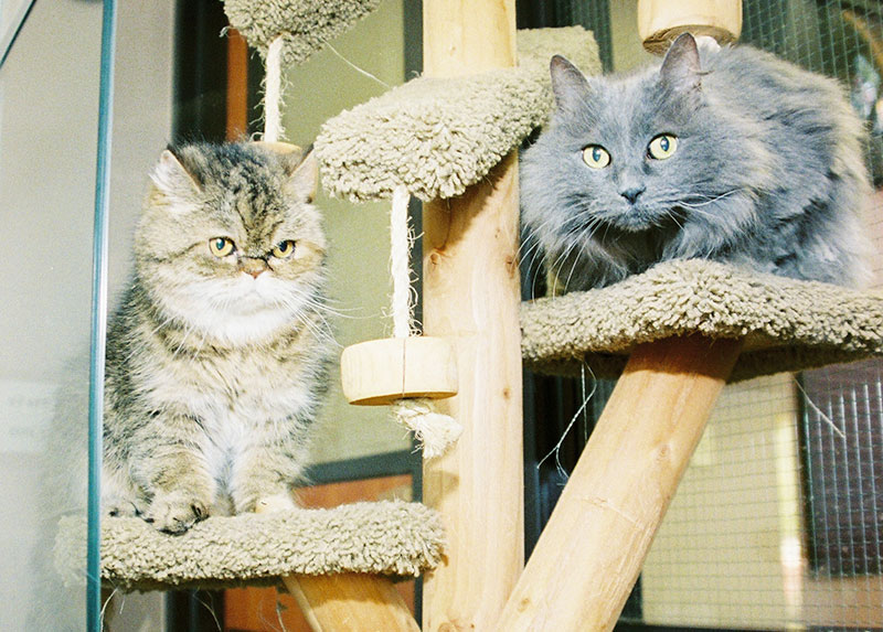 Cats playing in Cat Boarding at Blue Springs Pet Resort Cats playing in Cat Boarding at Blue Springs Pet Resort