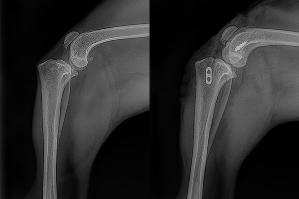Anchor Lock Cranial Cruciate Ligament surgery in a small dog at Blue Springs Animal Hospital near Kansas City Anchor Lock Cranial Cruciate Ligament surgery in a small dog at Blue Springs Animal Hospital near Kansas City