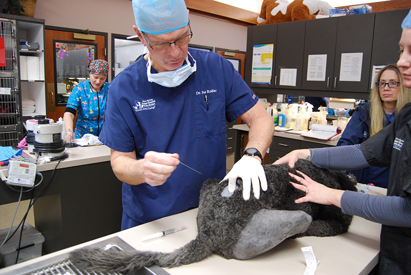 Image of Veterinarian Providing Epidural prior to TPLO Surgery in a dog in Kansas City Image of Veterinarian Providing Epidural prior to TPLO Surgery in a dog in Kansas City