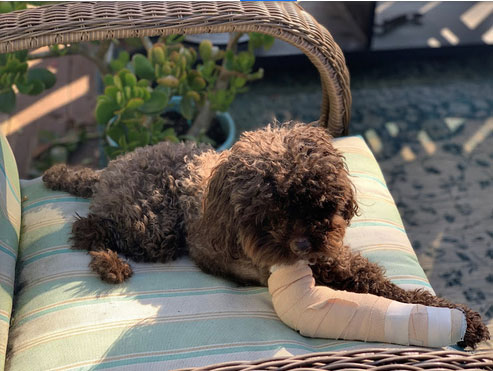 ErinD_Dog_Google_Review_Joe_Rodier_Veterinarian_Kansas_City ErinD_Dog_Google_Review_Joe_Rodier_Veterinarian_Kansas_City