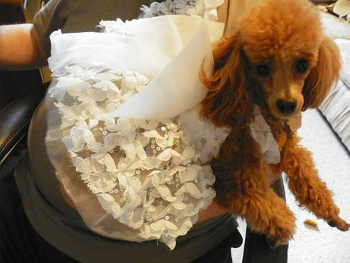 Genevieve Kenslow Dog Google Review for Blue Springs Animal Hospital