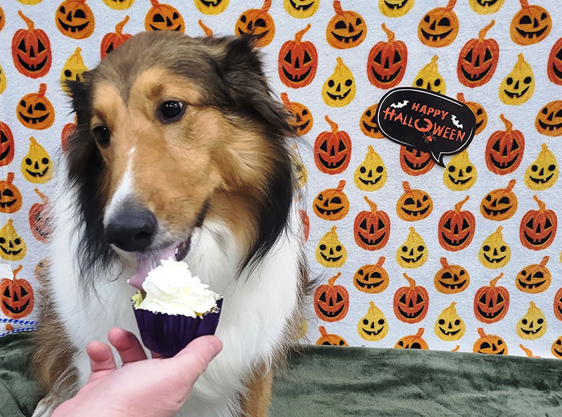 Halloween-Party-Blue-Springs-Pet-Resort-Kansas-City Halloween-Party-Blue-Springs-Pet-Resort-Kansas-City