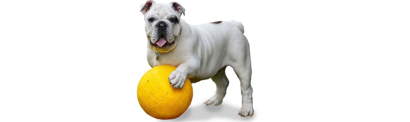 Dog and Cat Boarding and Daycare near Kansas City - Blue Springs Animal Hospital and Pet Resort Dog plays ball at Dog and Cat Boarding and Daycare near Kansas City - Blue Springs Animal Hospital and Pet Resort