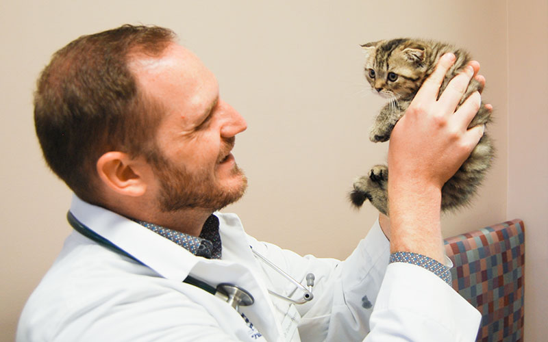 Kitten Vaccine Shots Kansas_City Veterinarian Blue_Springs_Animal_Hospital Image of Kitten Vaccine Shots Kansas_City Veterinarian Blue_Springs_Animal_Hospital