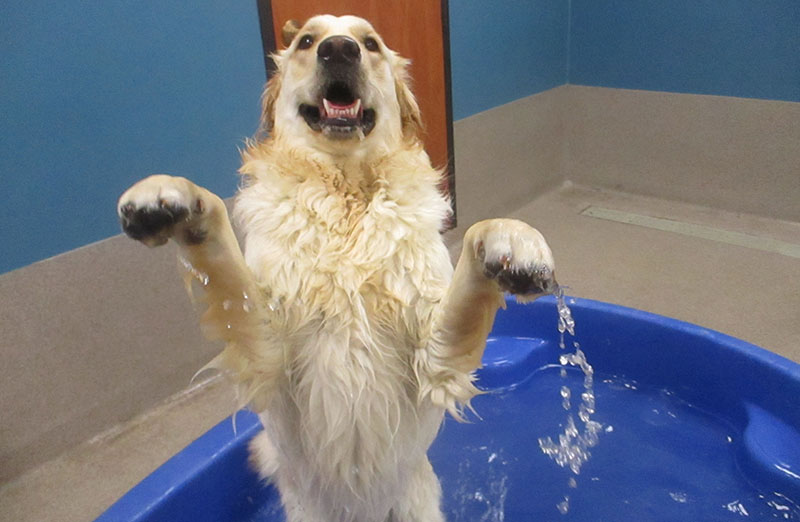 Pool-party-Doggie-Daycare-Blue-Springs-Pet-Resort Pool-party-Doggie-Daycare-Blue-Springs-Pet-Resort