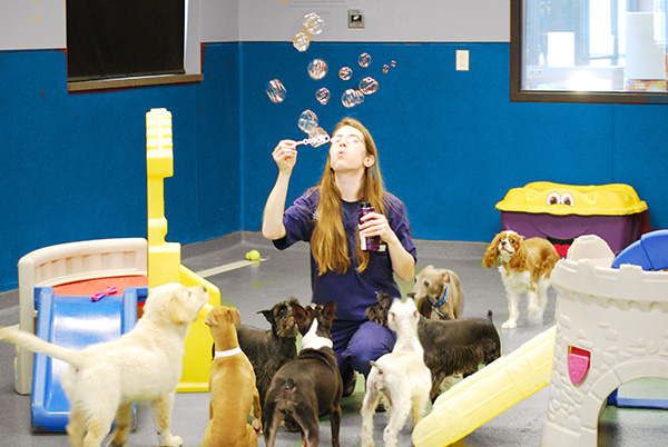 Puppy Socialization in Doggie Daycare at Blue Springs Animal Hospital in Kansas City Image of Puppy Socialization in Doggie Daycare at Blue Springs Animal Hospital in Kansas City