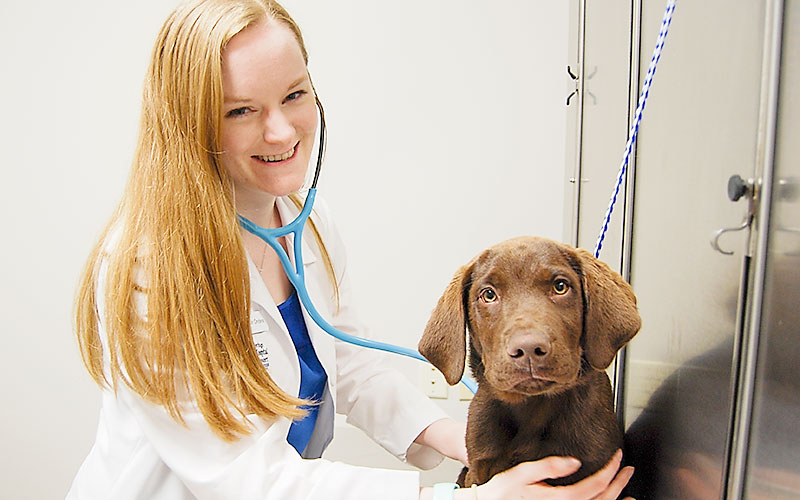 eterinarian Vaccinates a Puppy in Kansas City at Blue Springs Animal Hospital Veterinarian Vaccinates a Puppy in Kansas City at Blue Springs Animal Hospital