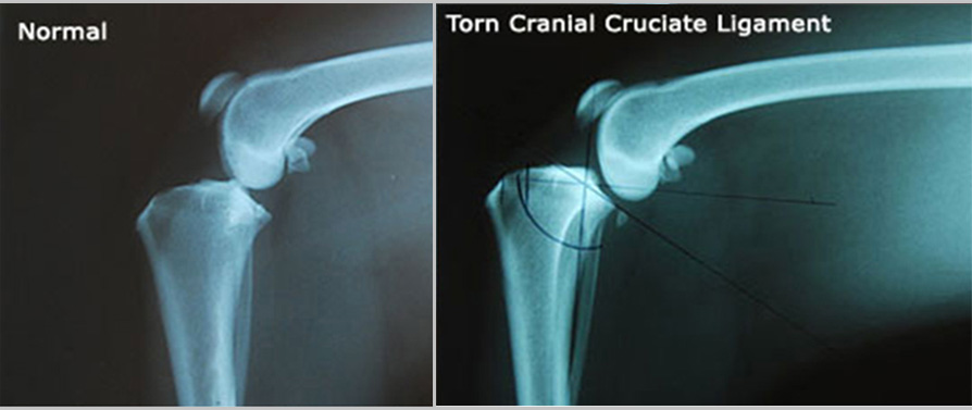 Xrays of a dog with torn cranial cruciate ligament who needs TPLO surgery in Kansas City Xrays of a dog with torn cranial cruciate ligament who needs TPLO surgery in Kansas City