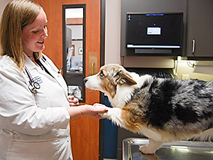 Veterinarian Samantha Nye examines a dog at Blue Springs Animal Hospital Veterinarian Samantha Nye examines a dog at Blue Springs Animal Hospital