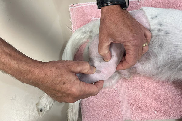 Small dog with torn cranial cruciate ligament having surgery at Blue Springs Animal Hospital in Kansas City Small dog with torn cranial cruciate ligament having surgery at Blue Springs Animal Hospital in Kansas City